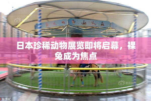 日本珍稀动物展览即将启幕，裸兔成为焦点
