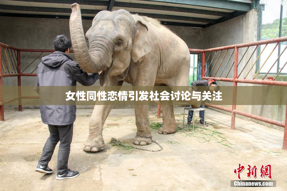女性同性恋情引发社会讨论与关注