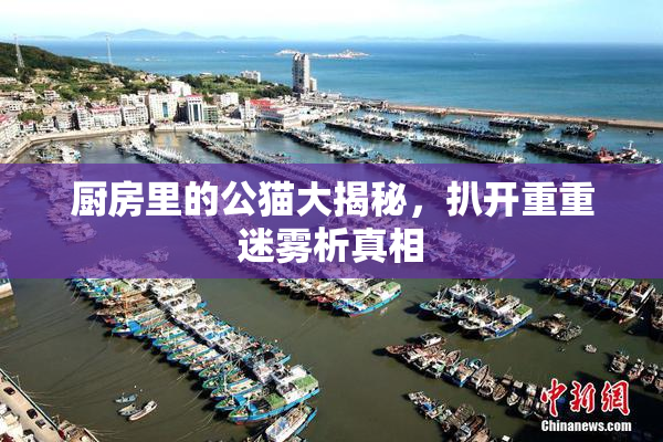 厨房里的公猫大揭秘，扒开重重迷雾析真相