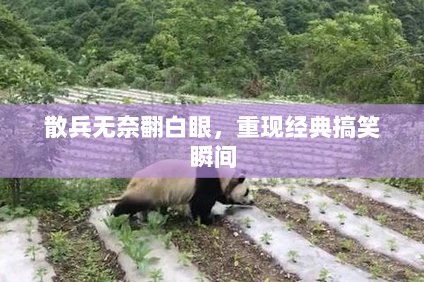 散兵无奈翻白眼，重现经典搞笑瞬间