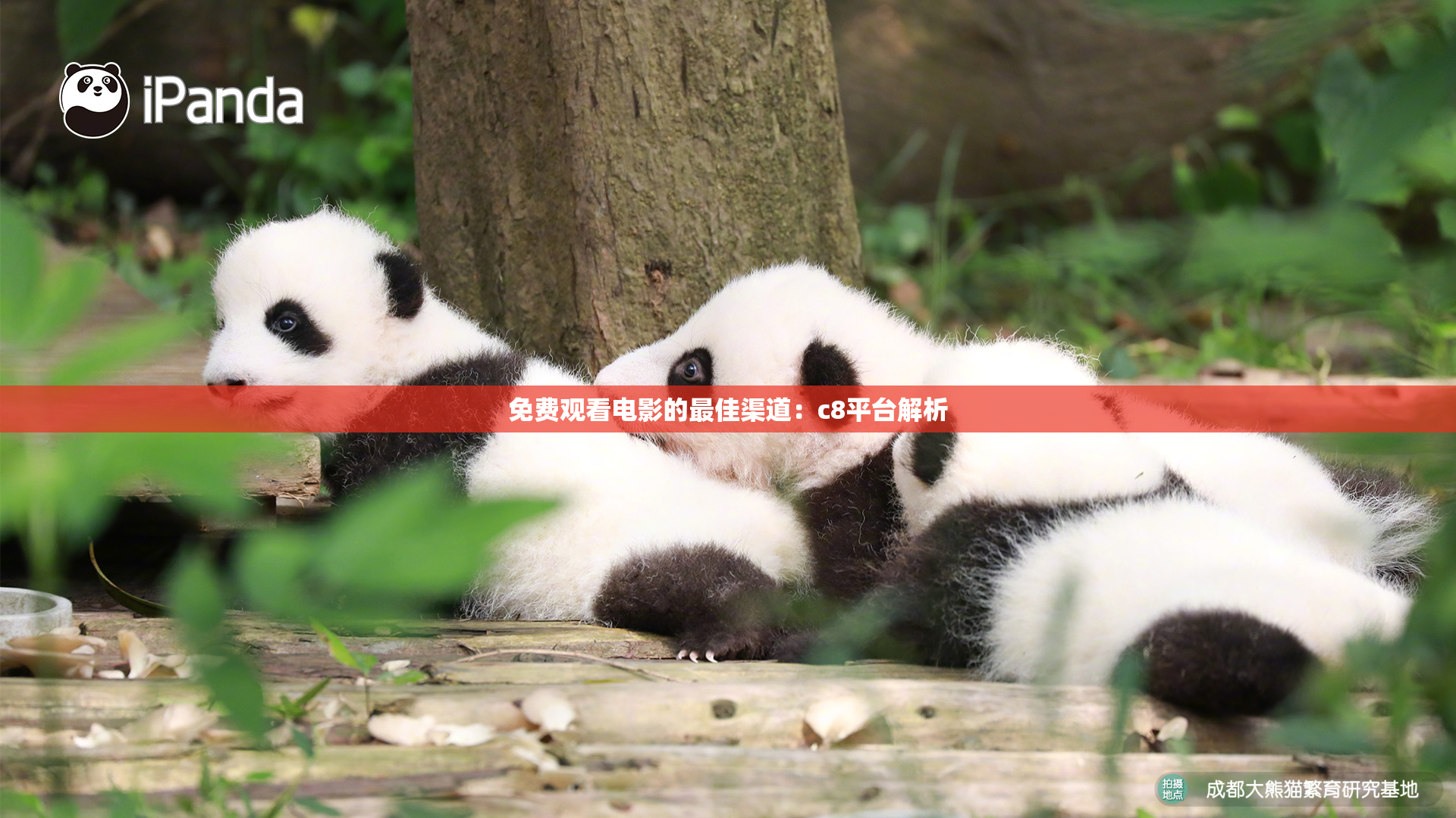 免费观看电影的最佳渠道：c8平台解析