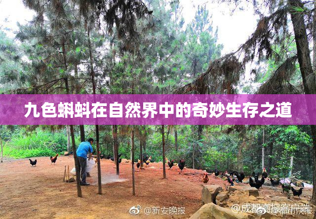九色蝌蚪在自然界中的奇妙生存之道