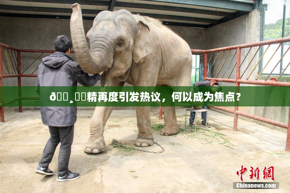 🌸‌✿精再度引发热议，何以成为焦点？