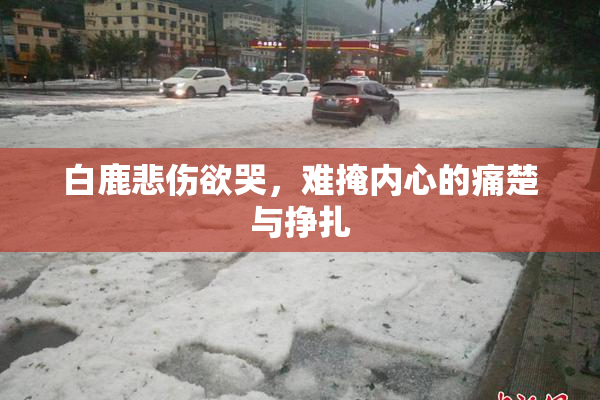 白鹿悲伤欲哭，难掩内心的痛楚与挣扎