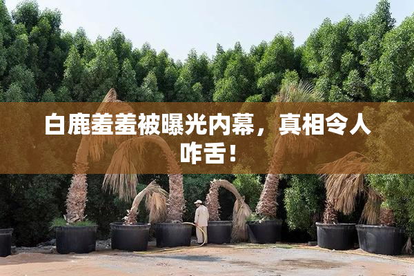 白鹿羞羞被曝光内幕，真相令人咋舌！