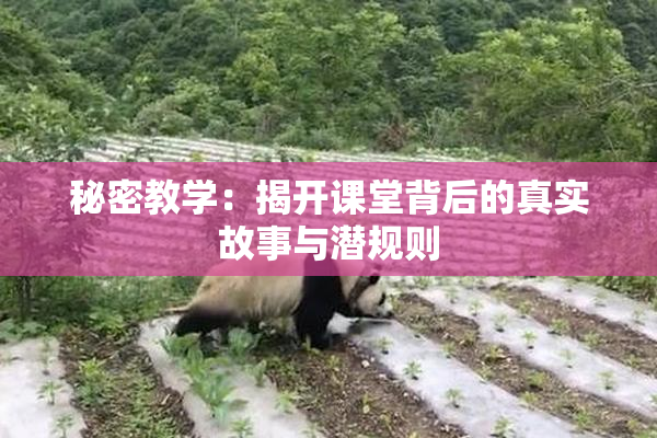 秘密教学：揭开课堂背后的真实故事与潜规则