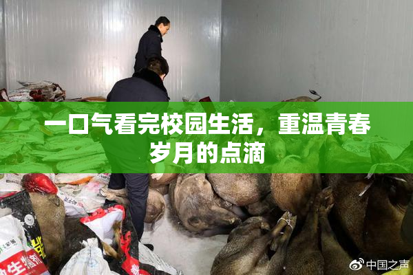 一口气看完校园生活，重温青春岁月的点滴