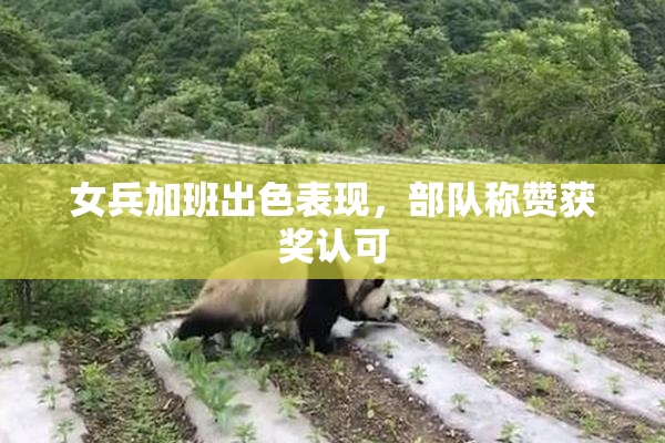 女兵加班出色表现，部队称赞获奖认可