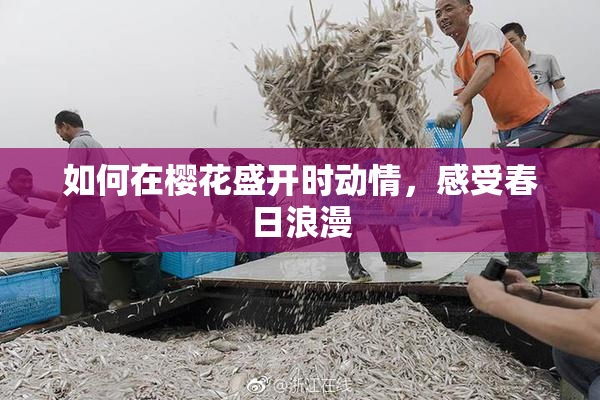 如何在樱花盛开时动情，感受春日浪漫