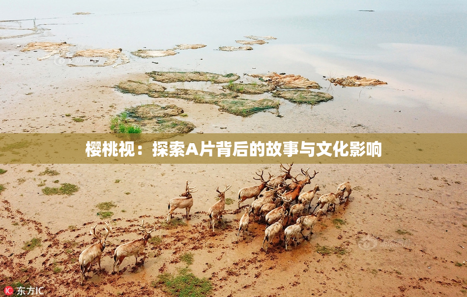 樱桃视：探索A片背后的故事与文化影响