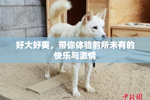 好大好爽，带你体验前所未有的快乐与激情