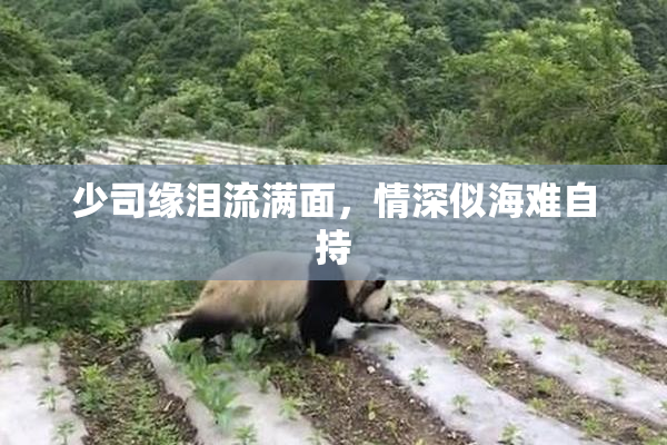少司缘泪流满面，情深似海难自持