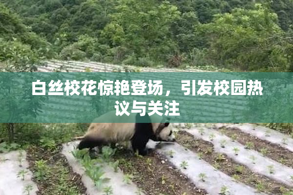 白丝校花惊艳登场，引发校园热议与关注