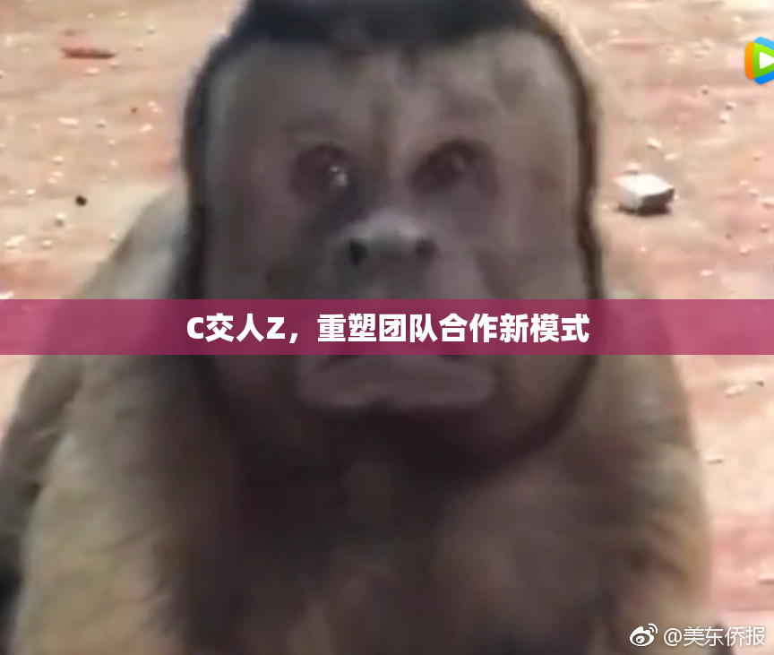 C交人Z，重塑团队合作新模式