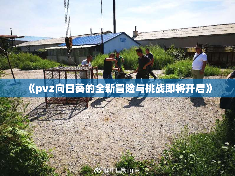 《pvz向日葵的全新冒险与挑战即将开启》