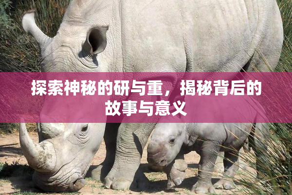 探索神秘的研与重，揭秘背后的故事与意义