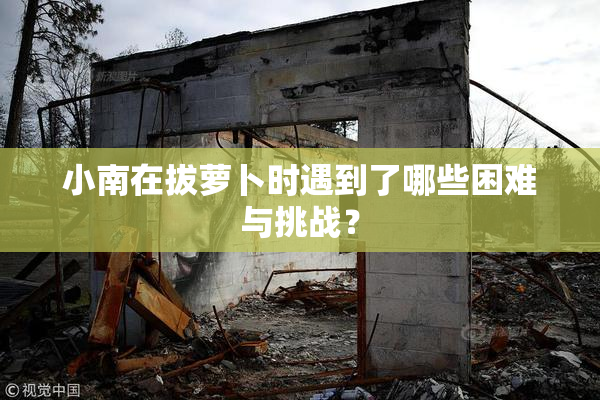 小南在拔萝卜时遇到了哪些困难与挑战？
