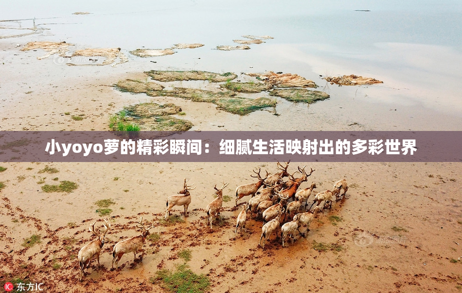 小yoyo萝的精彩瞬间：细腻生活映射出的多彩世界