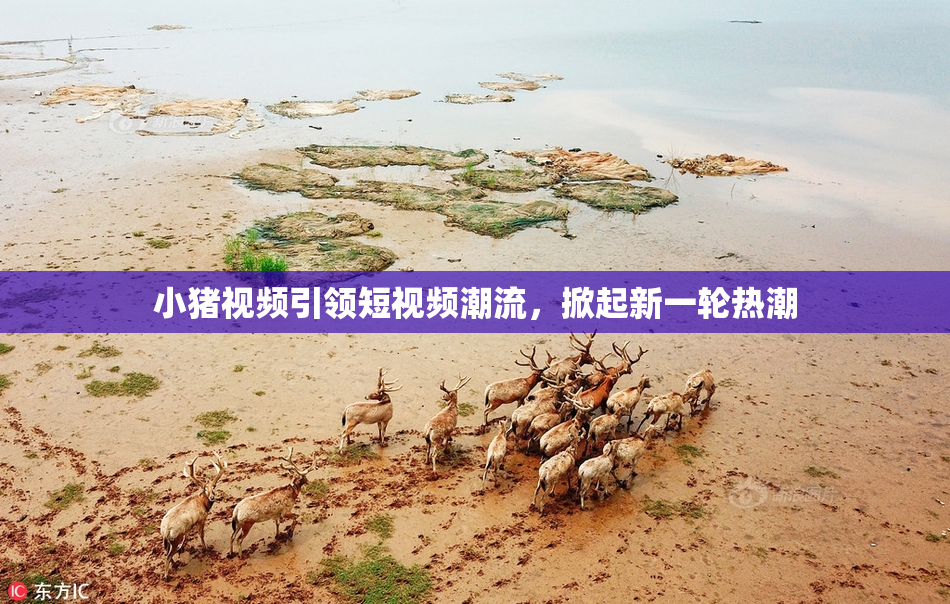 小猪视频引领短视频潮流，掀起新一轮热潮