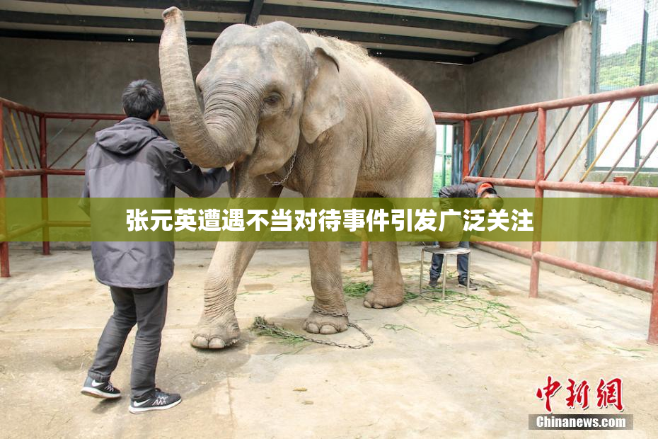张元英遭遇不当对待事件引发广泛关注