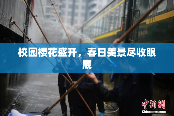 校园樱花盛开，春日美景尽收眼底