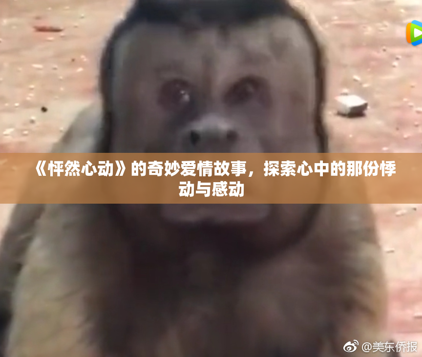 《怦然心动》的奇妙爱情故事，探索心中的那份悸动与感动