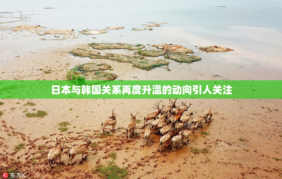 日本与韩国关系再度升温的动向引人关注