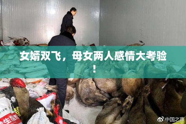 女婿双飞，母女两人感情大考验！