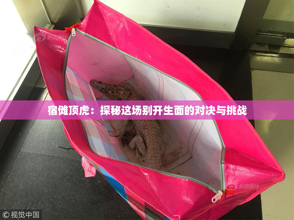 宿傩顶虎：探秘这场别开生面的对决与挑战