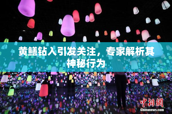 黄鳝钻入引发关注，专家解析其神秘行为