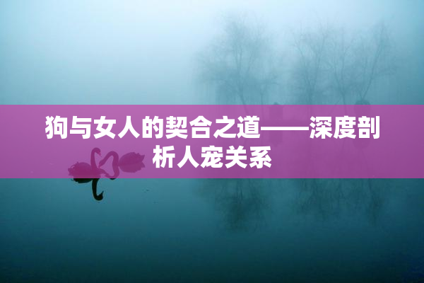 狗与女人的契合之道——深度剖析人宠关系