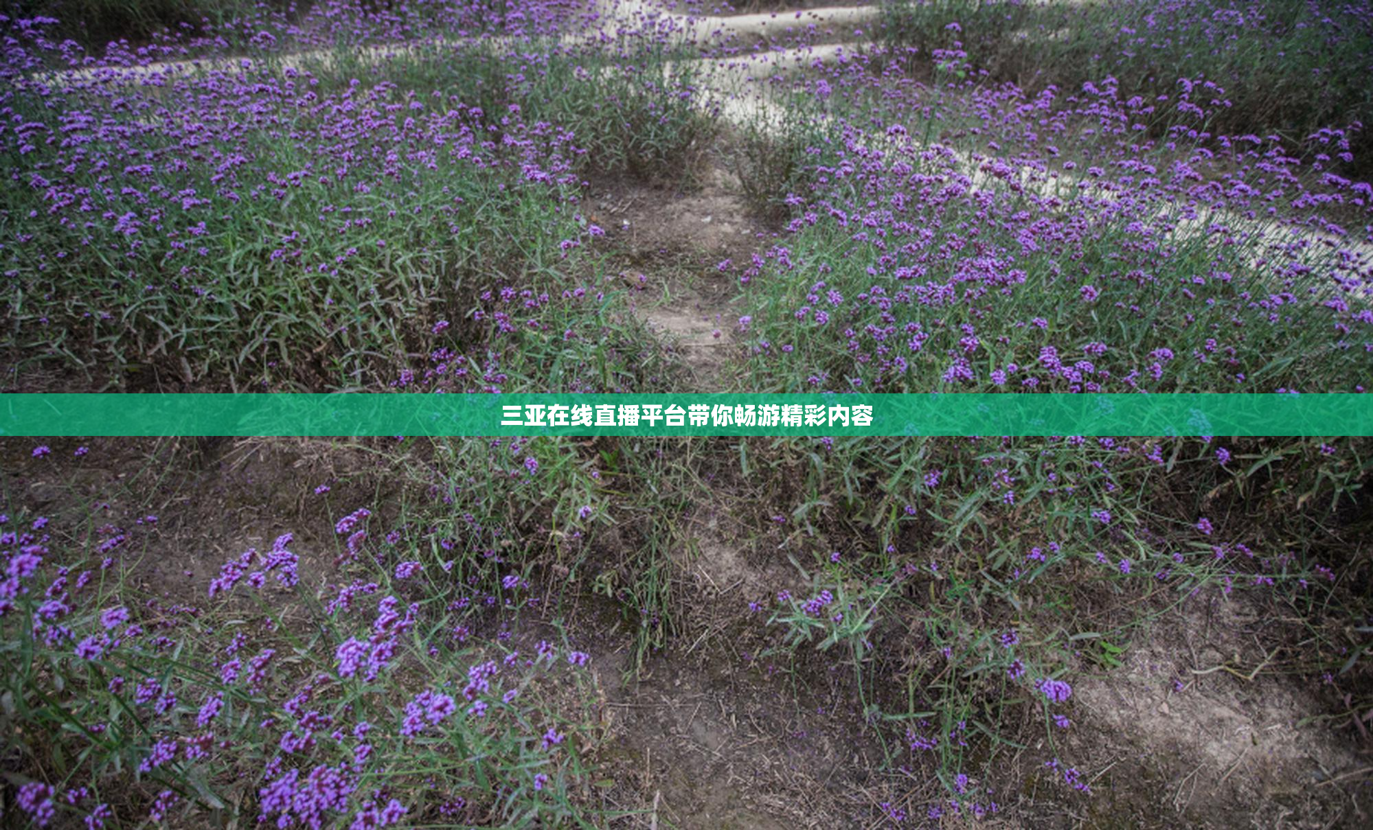 三亚在线直播平台带你畅游精彩内容
