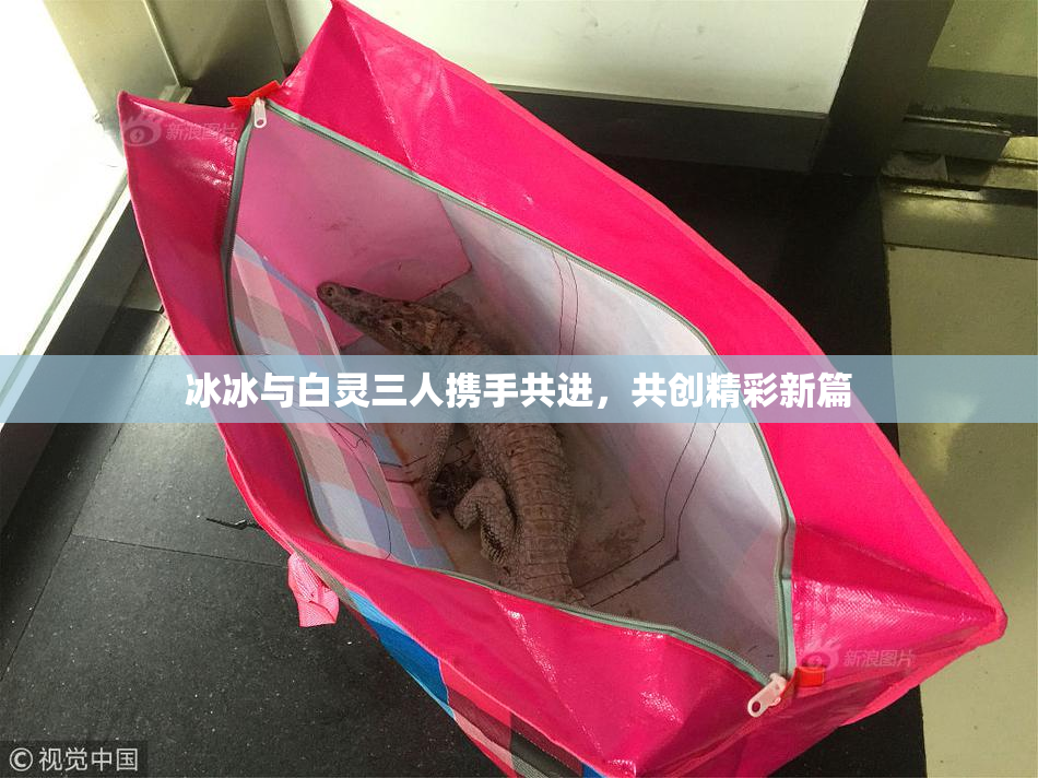 冰冰与白灵三人携手共进，共创精彩新篇