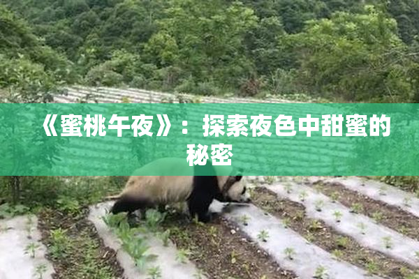 《蜜桃午夜》：探索夜色中甜蜜的秘密