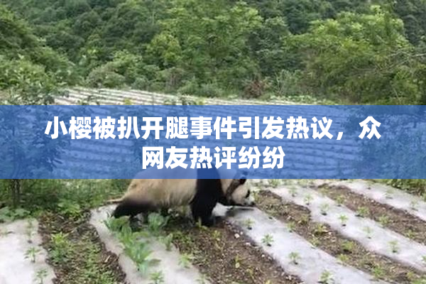 小樱被扒开腿事件引发热议，众网友热评纷纷