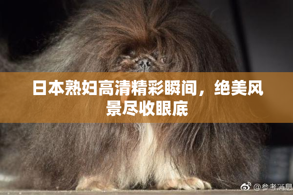 日本熟妇高清精彩瞬间，绝美风景尽收眼底