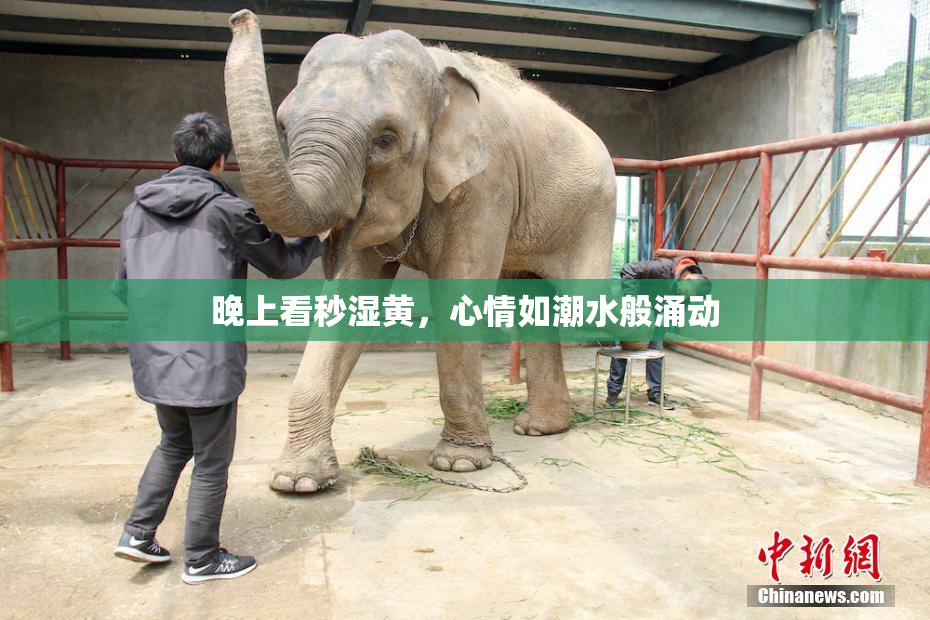 晚上看秒湿黄，心情如潮水般涌动