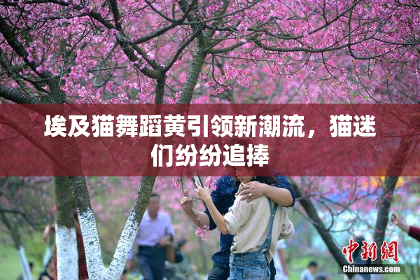 埃及猫舞蹈黄引领新潮流，猫迷们纷纷追捧