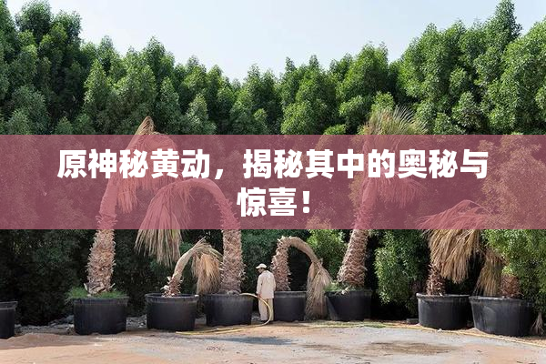 原神秘黄动，揭秘其中的奥秘与惊喜！