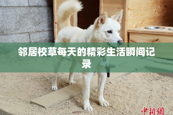 邻居校草每天的精彩生活瞬间记录