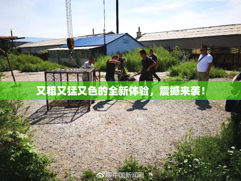 又粗又猛又色的全新体验，震撼来袭！