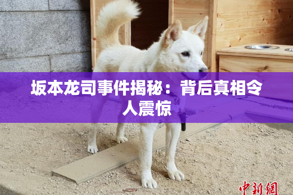 坂本龙司事件揭秘：背后真相令人震惊
