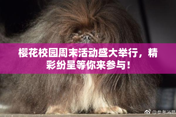 樱花校园周末活动盛大举行，精彩纷呈等你来参与！