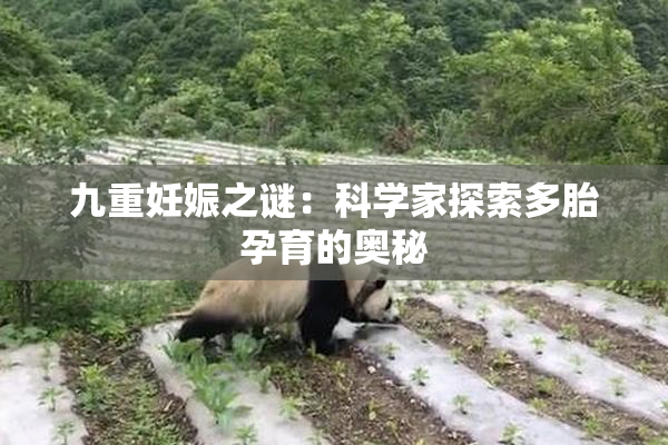 九重妊娠之谜：科学家探索多胎孕育的奥秘