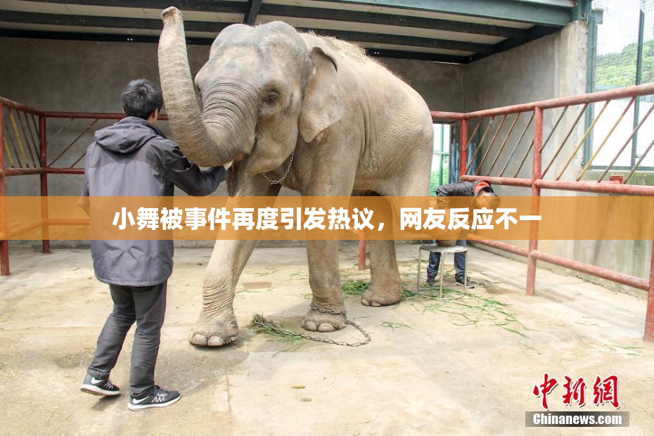 小舞被事件再度引发热议，网友反应不一