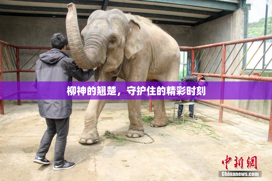 柳神的翘楚，守护住的精彩时刻