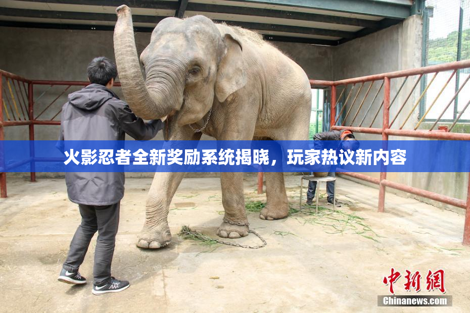 火影忍者全新奖励系统揭晓，玩家热议新内容