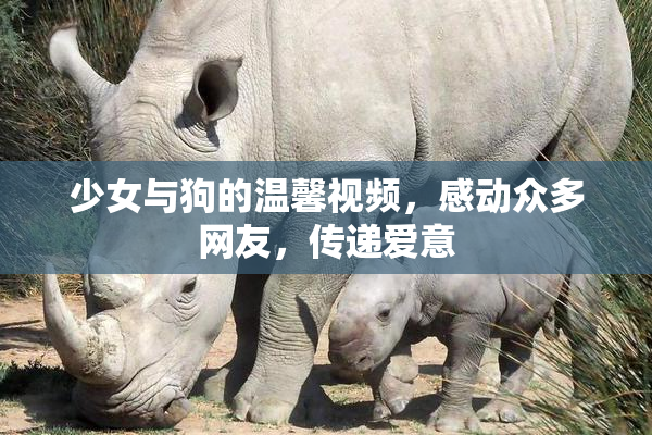 少女与狗的温馨视频，感动众多网友，传递爱意