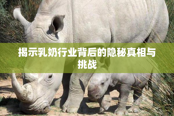 揭示乳奶行业背后的隐秘真相与挑战