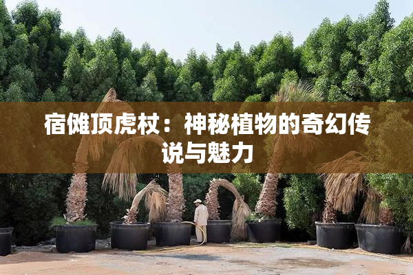 宿傩顶虎杖：神秘植物的奇幻传说与魅力